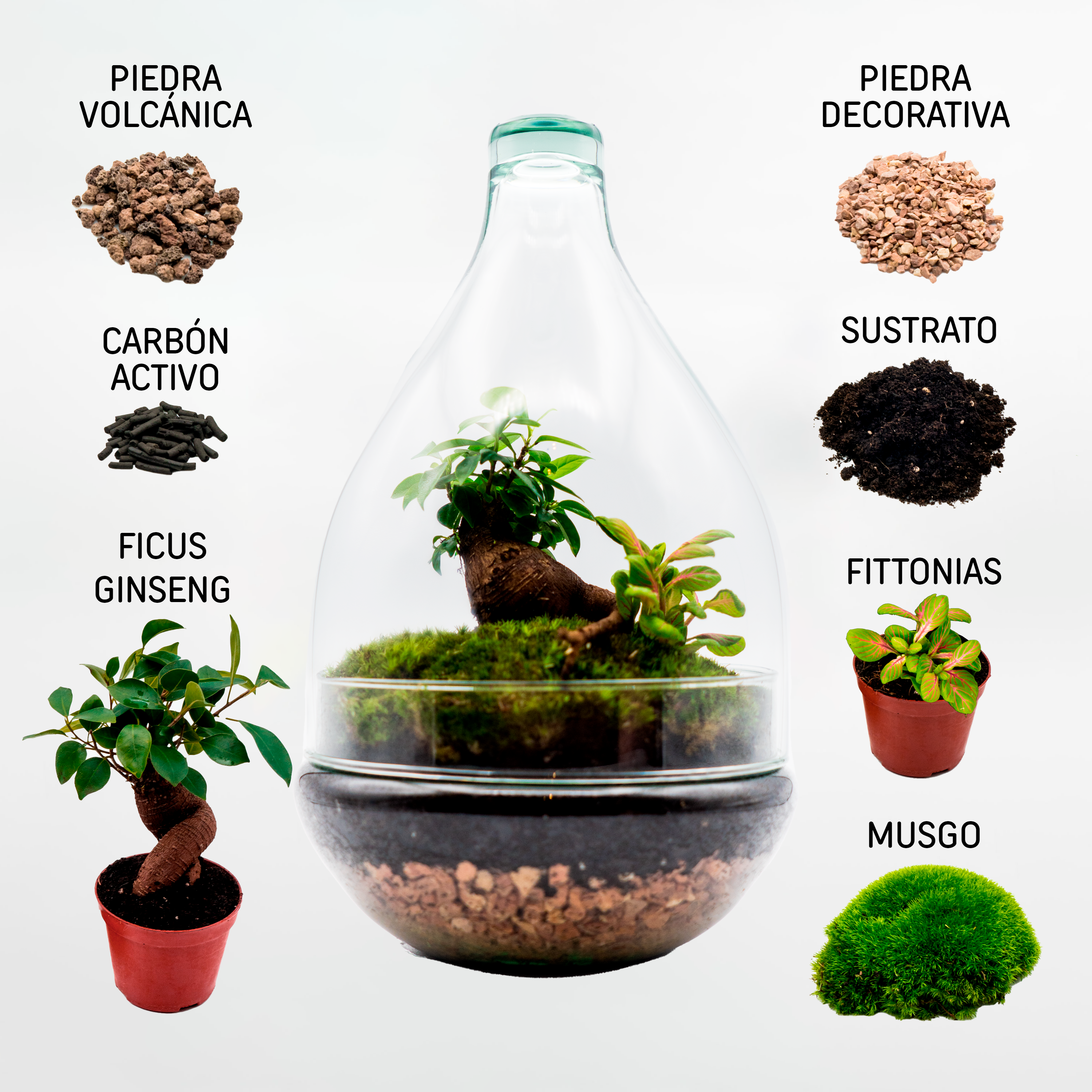 Kit Créalo Tú Mismo Jardín Eterno Morena – Jardines Eternos