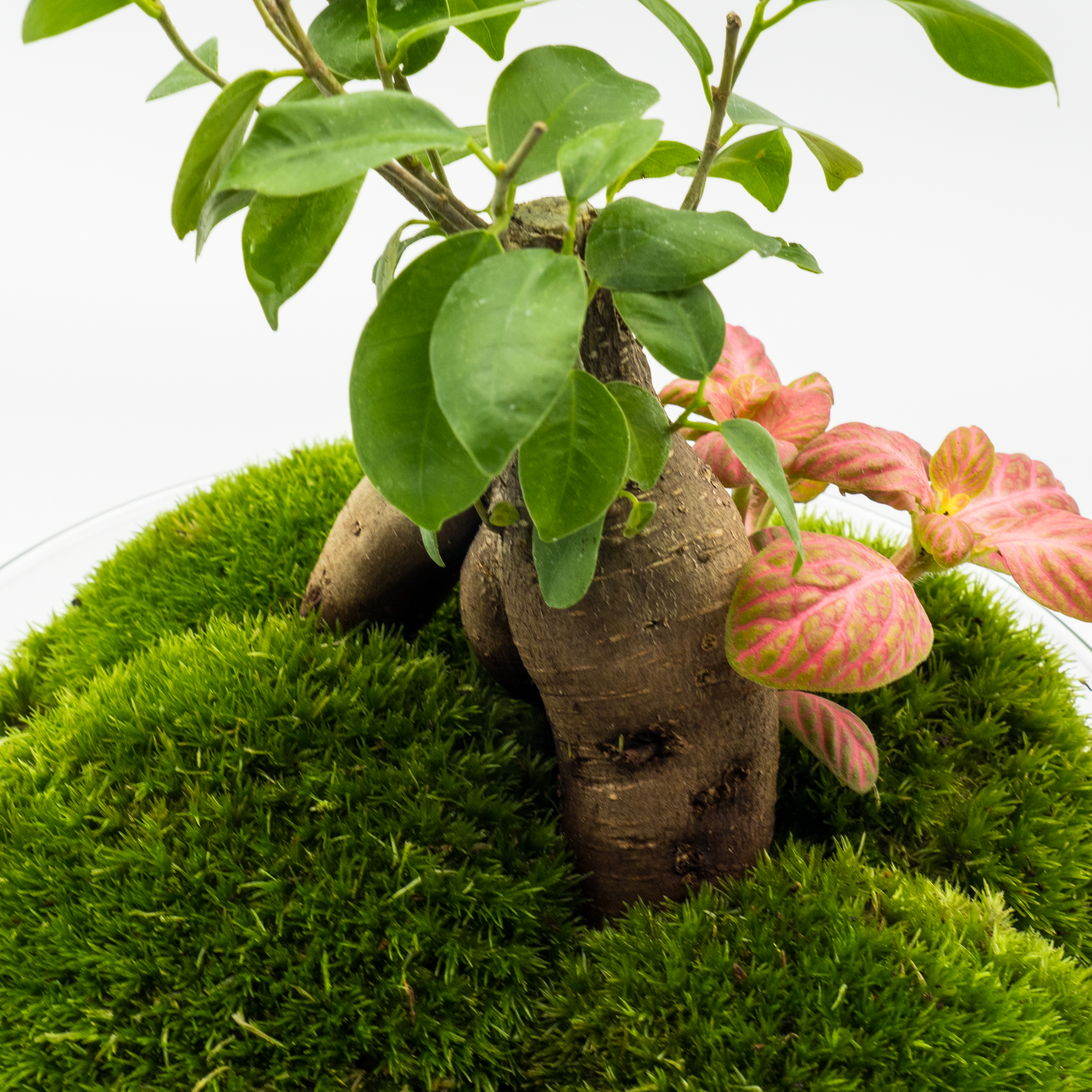 Cuadro de musgo natural verdes – Jardines de Aire Shop