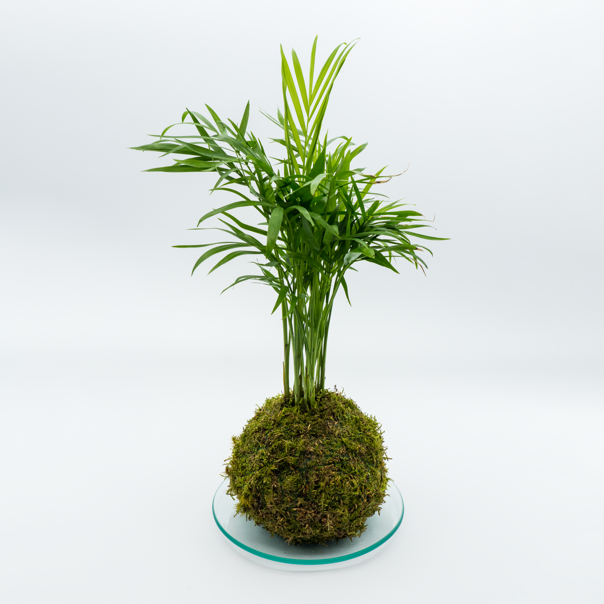 Kokedama Chamaedorea Elegans