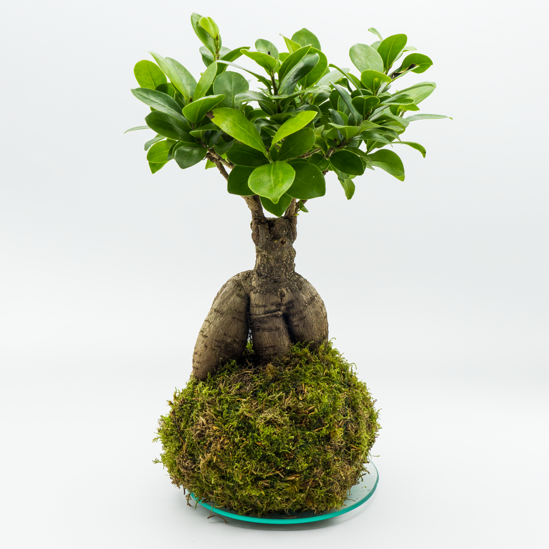 Kokedama Ficus Ginseng