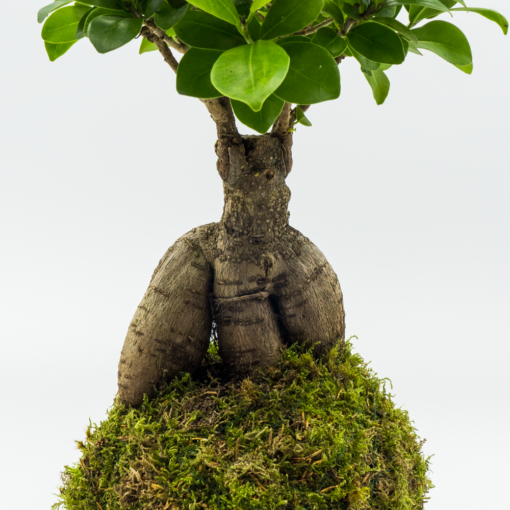 Kokedama Ficus Ginseng