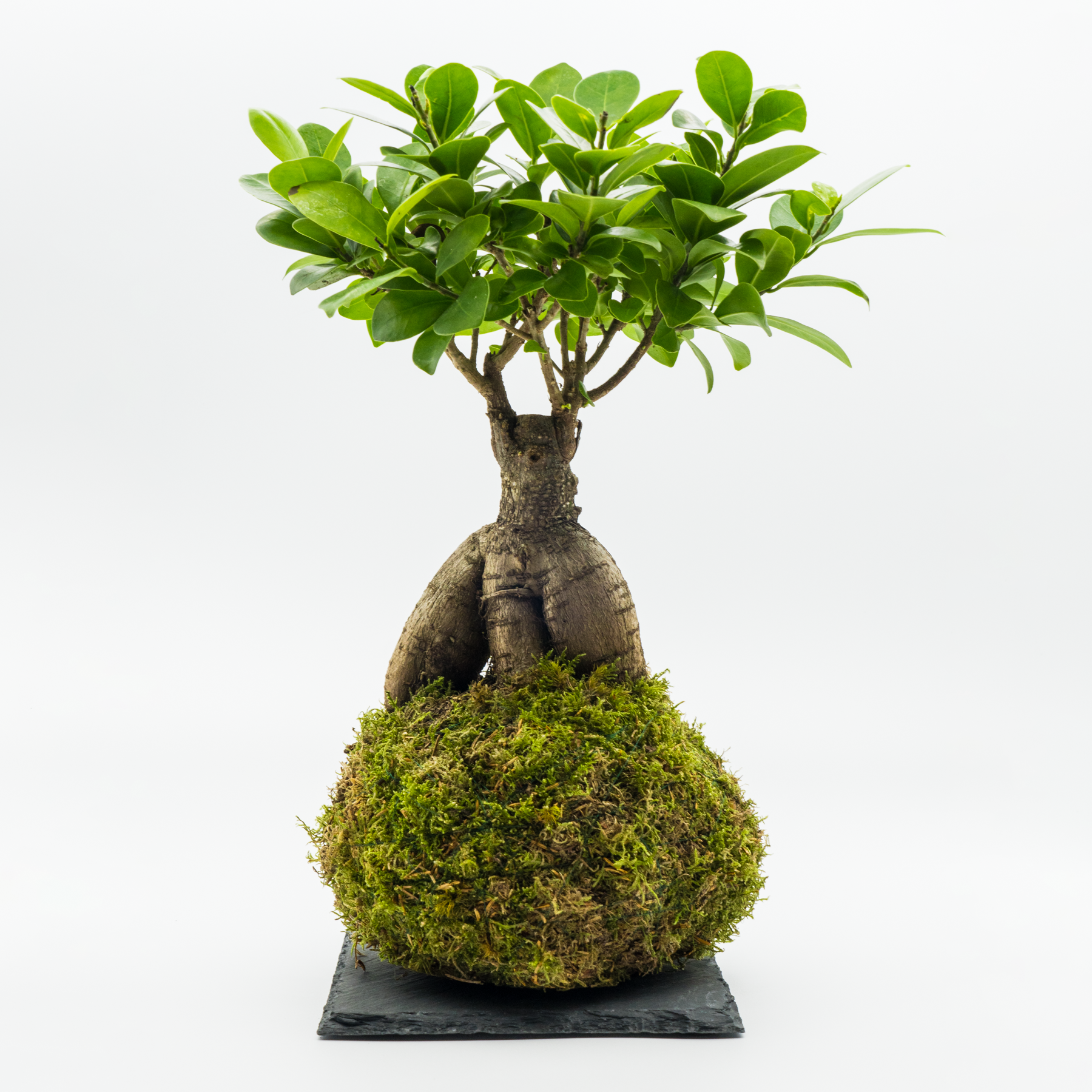 Kokedama Ficus Ginseng