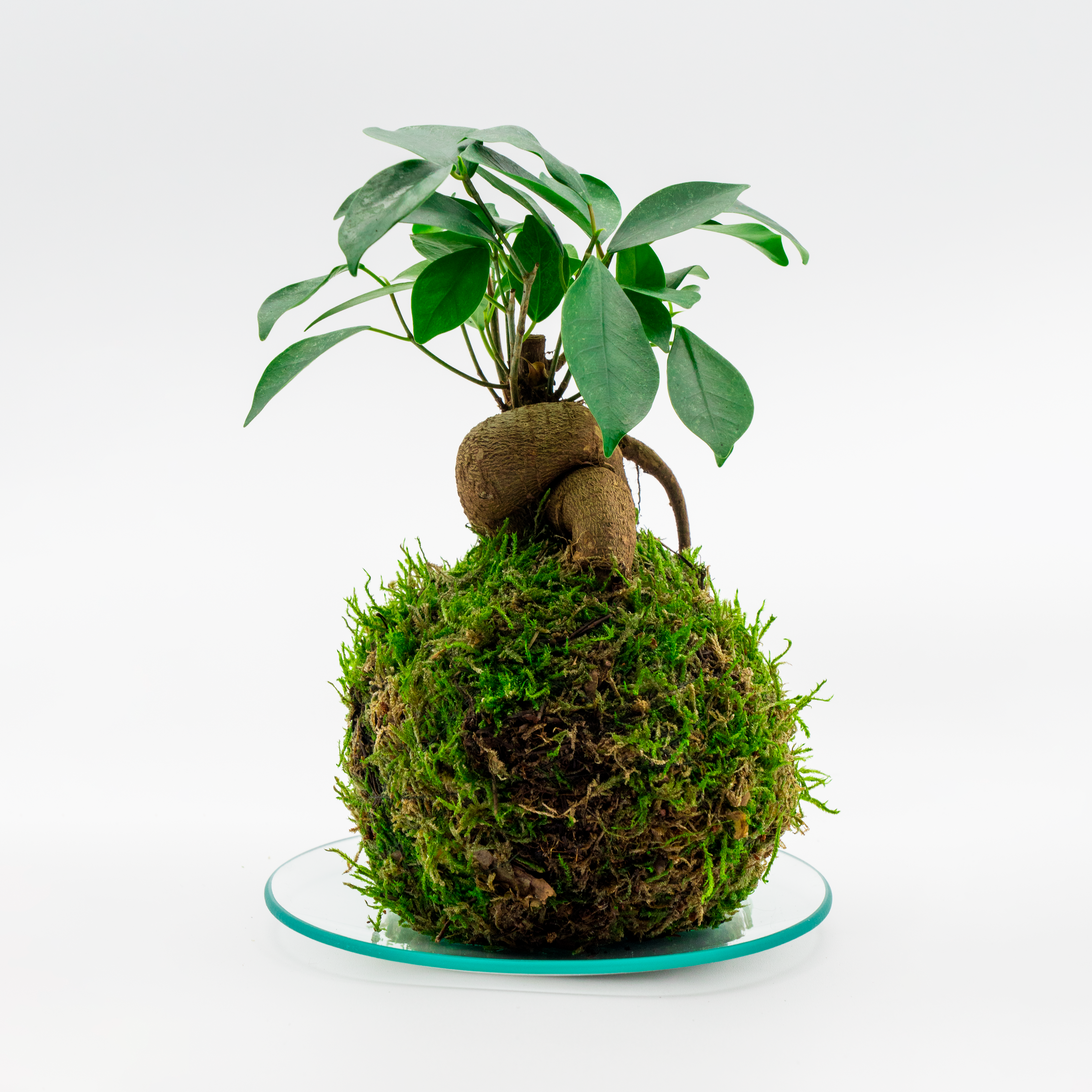 Kokedama Ficus Ginseng