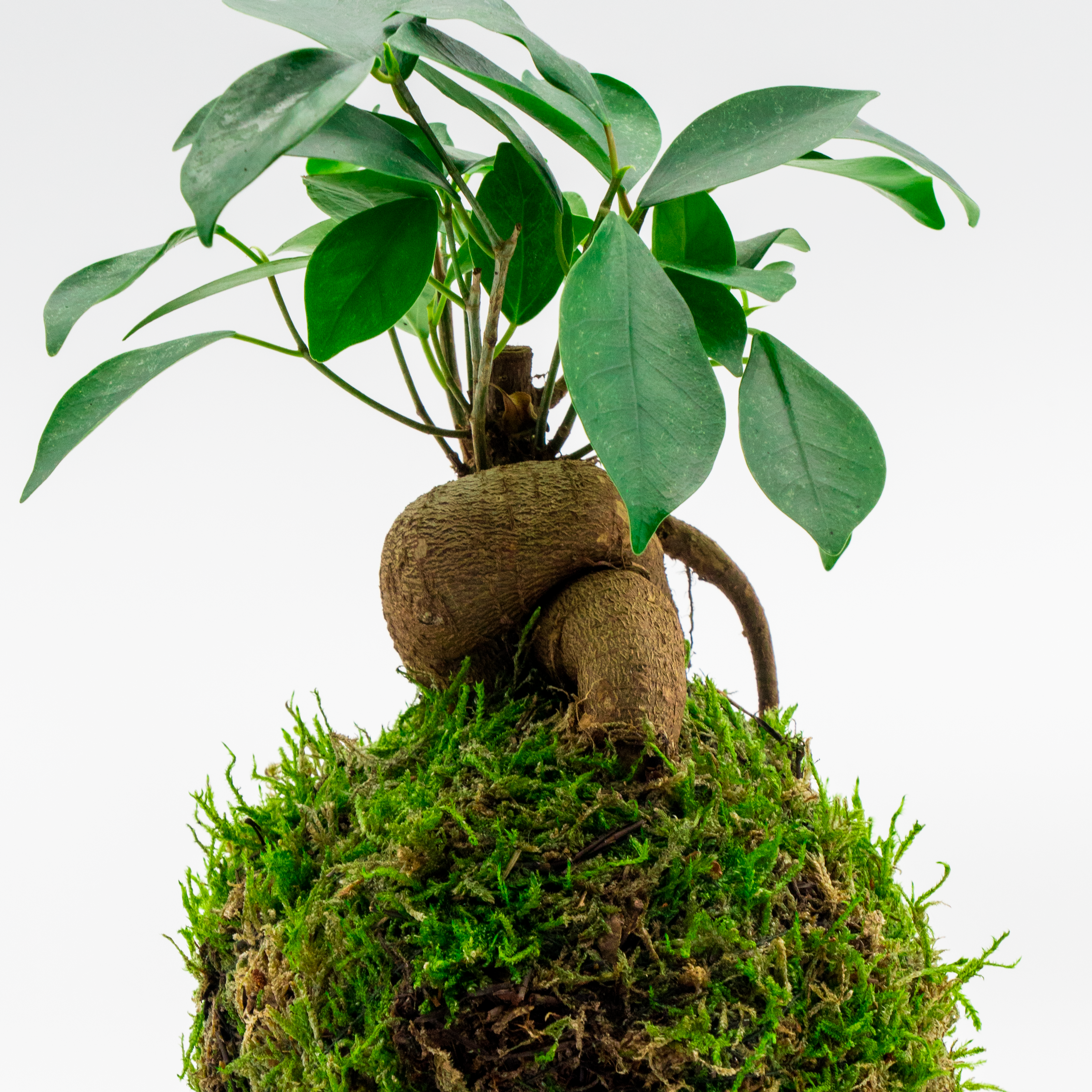 Kokedama Ficus Ginseng