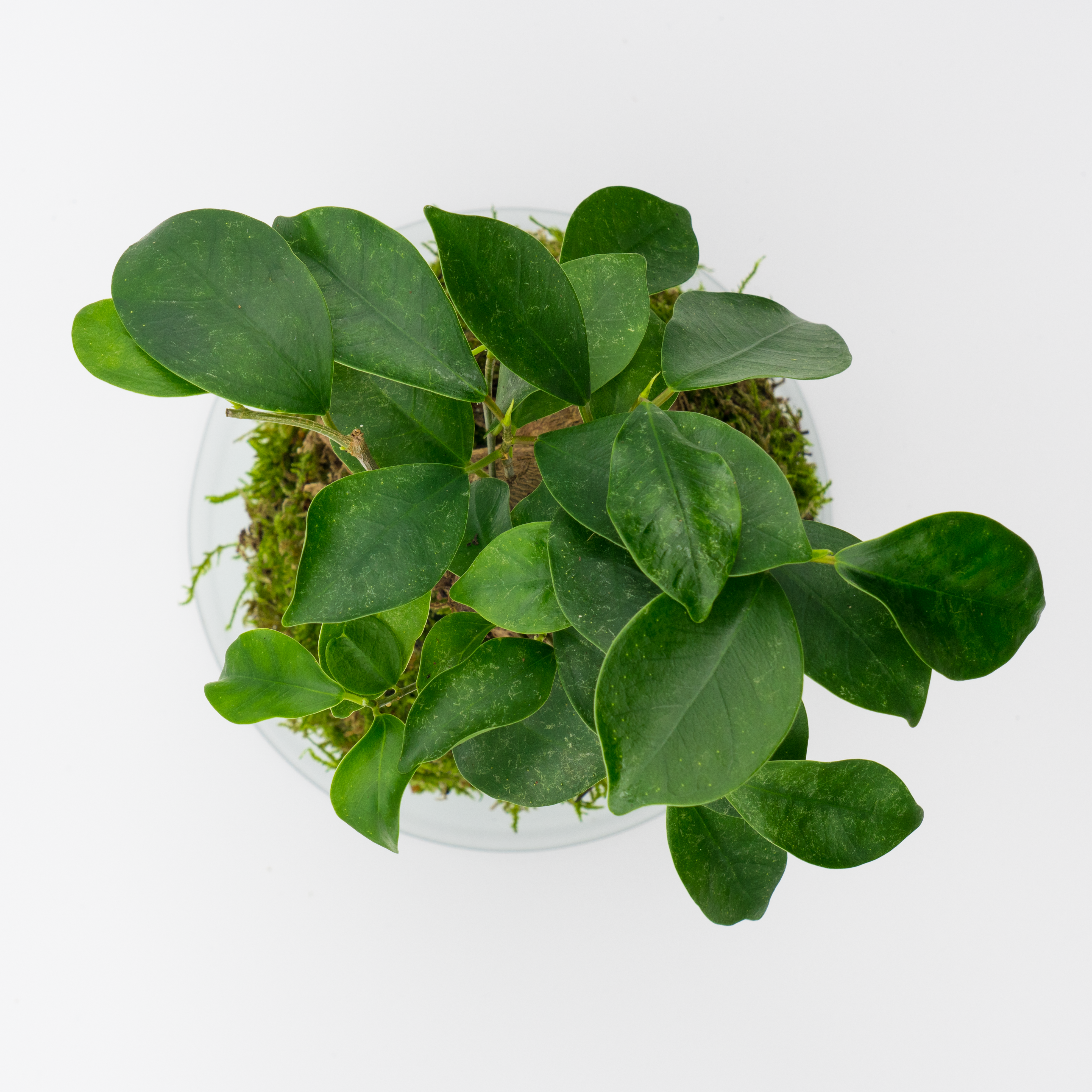 Kokedama Ficus Ginseng