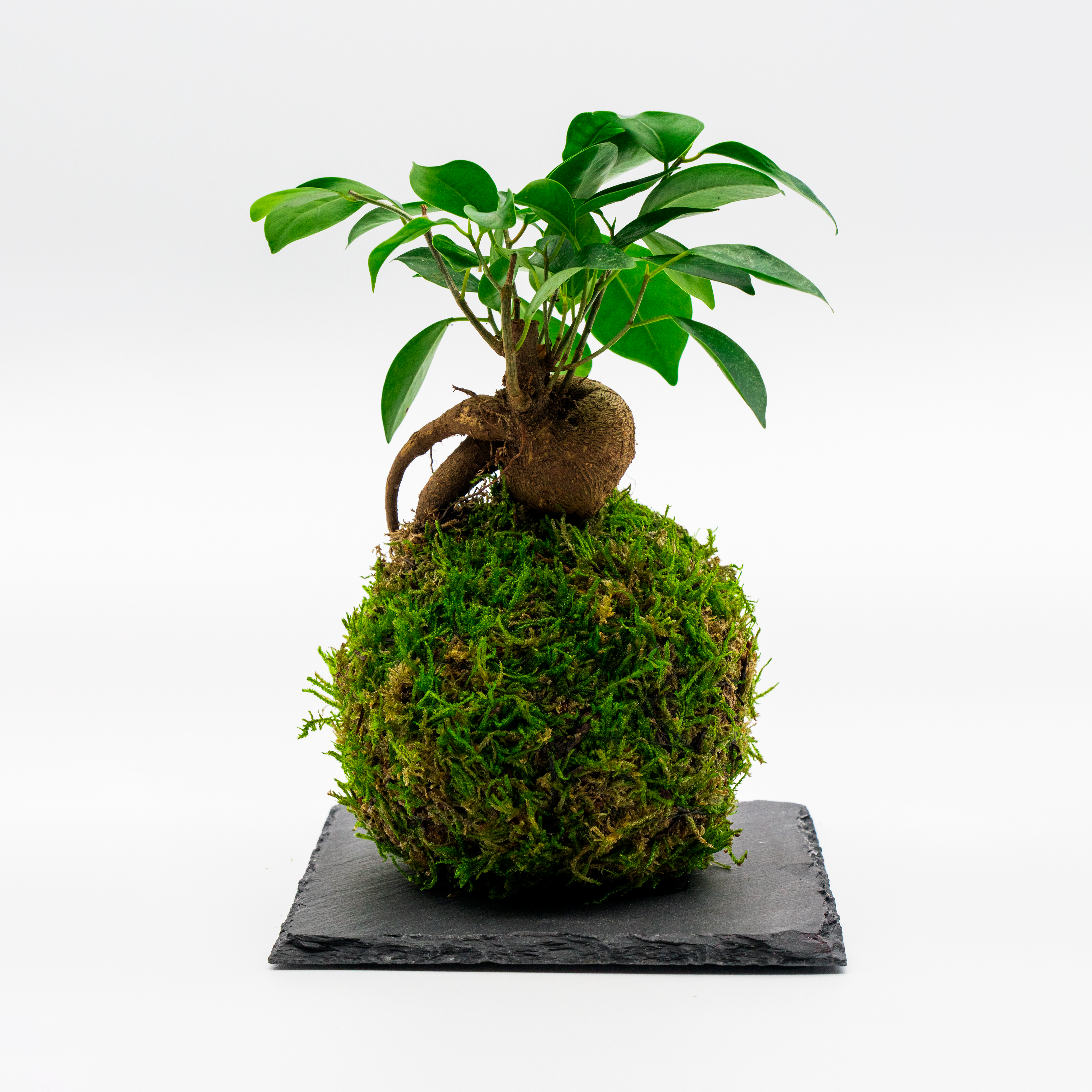 Kokedama Ficus Ginseng