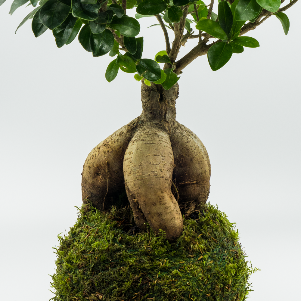 Kokedama Ficus Ginseng