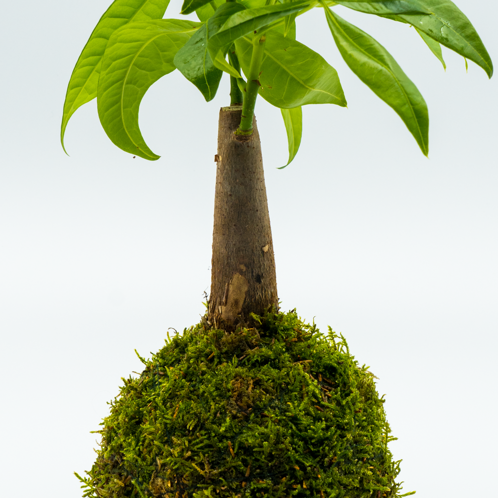 Kokedama Pachira Aquatica