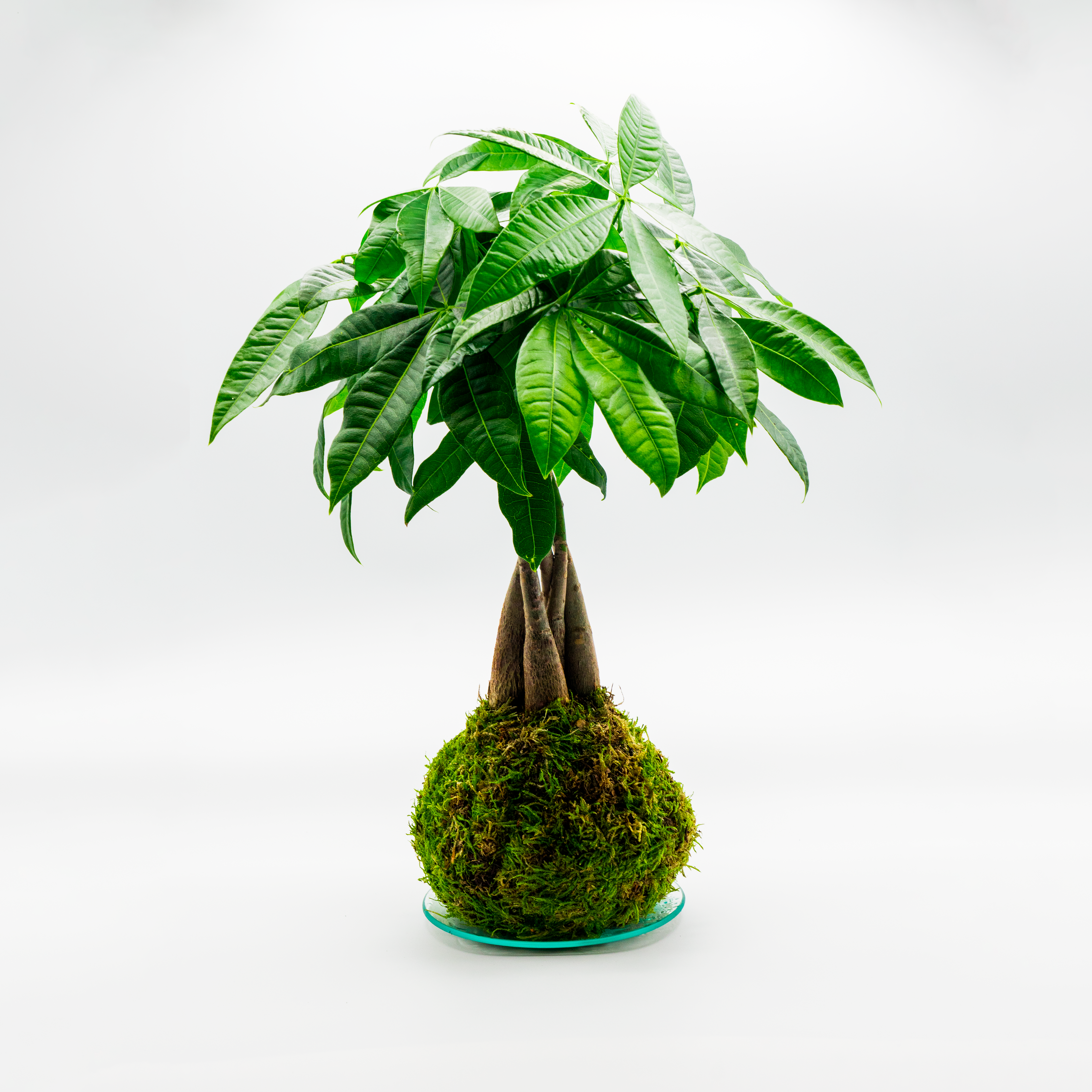 Kokedama Pachira Aquatica