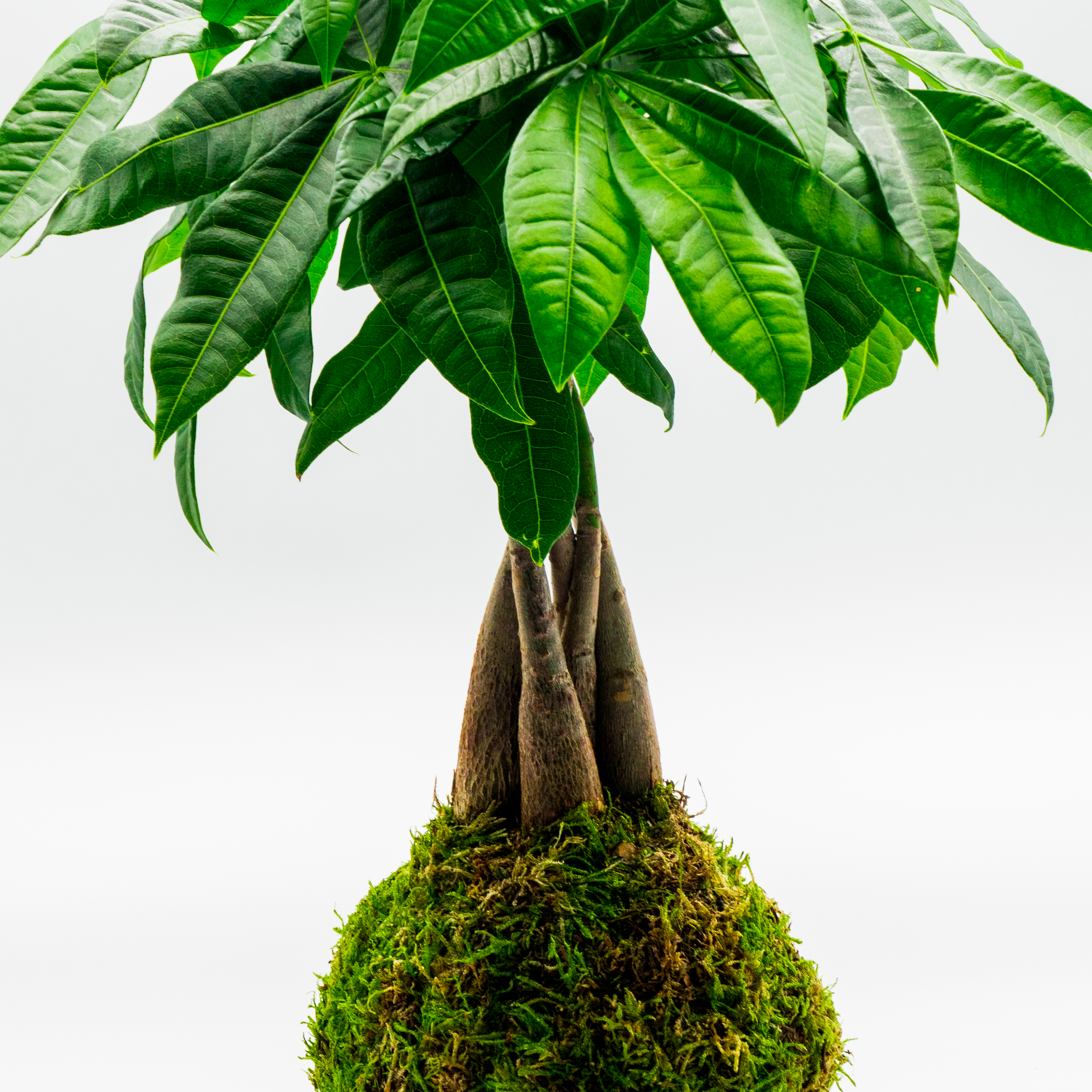 Kokedama Pachira Aquatica