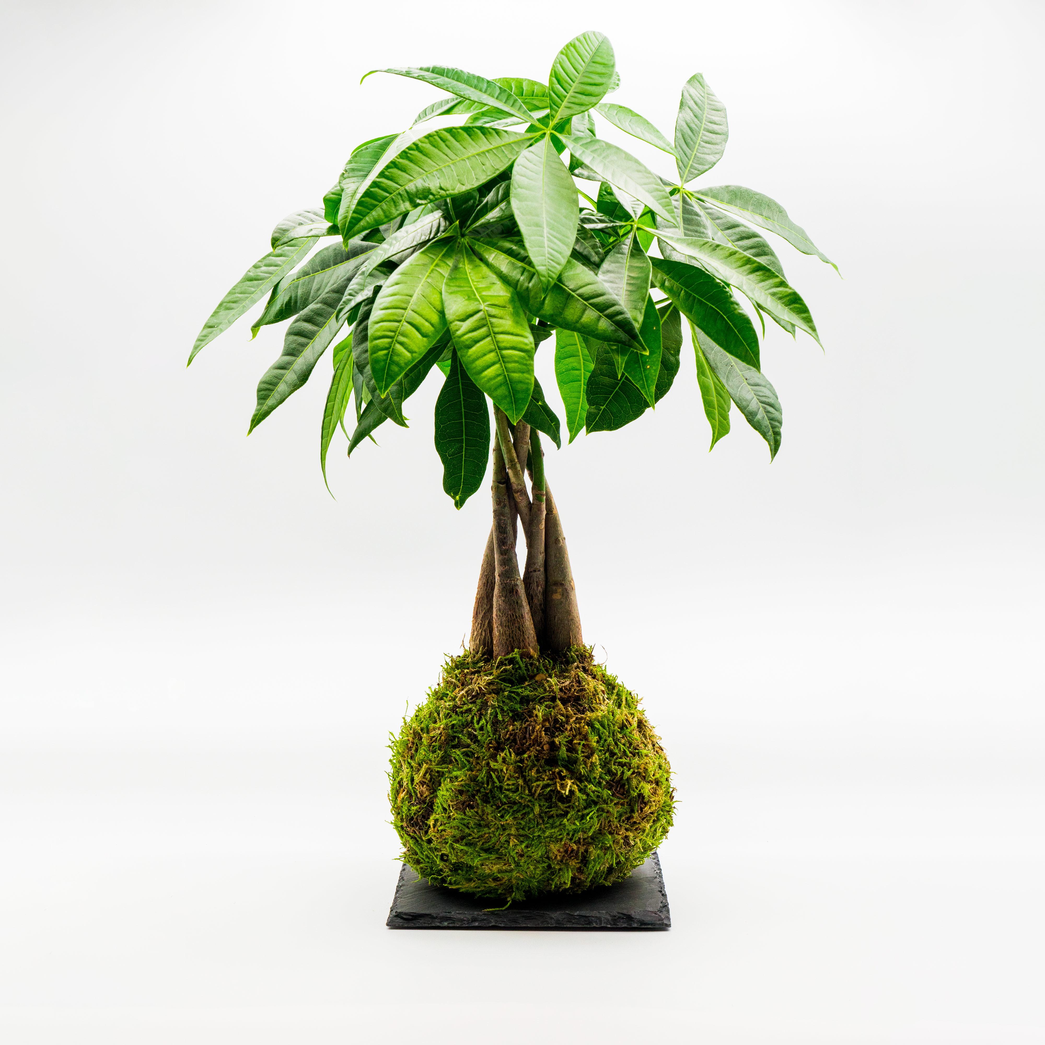 Kokedama Pachira Aquatica